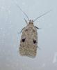 Agonopterix propinquella